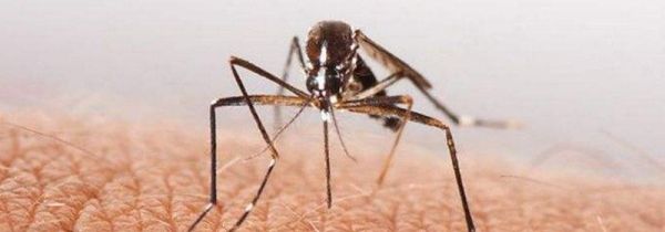 夏天蚊子咬怎么办