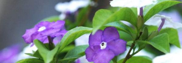 双色茉莉的害处