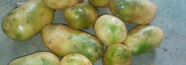 土豆发青去掉皮能吃吗