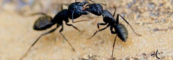 大蚂蚁咬人有没有毒