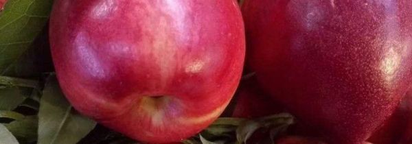 西瓜与油桃能一起吃吗