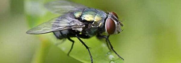 家里有苍蝇怎么妙招驱