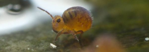 家里跳虫怎么产生的