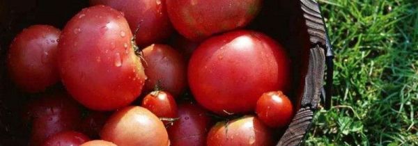 西红柿生吃有营养还是熟吃有营养