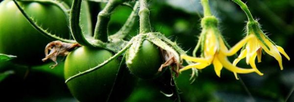 西红柿雄花和雌花区别