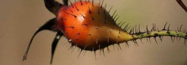 手里有刺取不出来怎么办