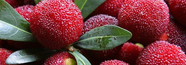 杨梅不用盐水泡可以吃吗