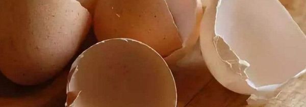 鸡蛋壳属于湿垃圾还是干垃圾