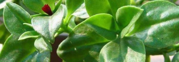 新鲜田七不焯水能吃吗