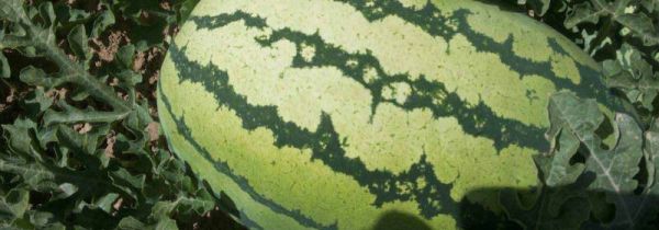 冰糖瓜和麒麟瓜的区别