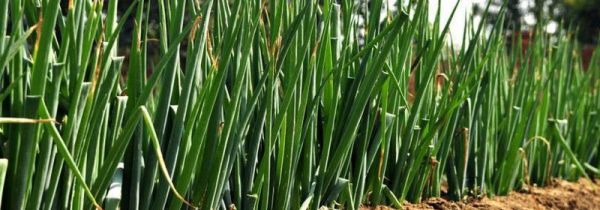 新鲜的葱保存小妙招