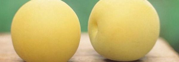 杏和虾能一起吃吗