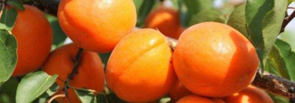 杏子如何才能储存到冬天