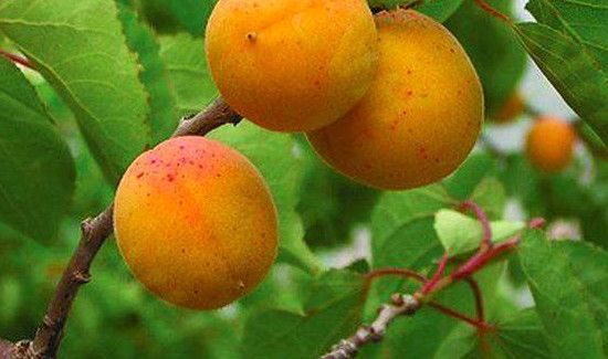 杏子如何才能储存到冬天