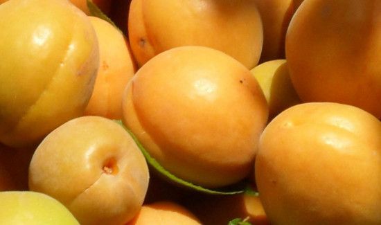 杏子如何才能储存到冬天