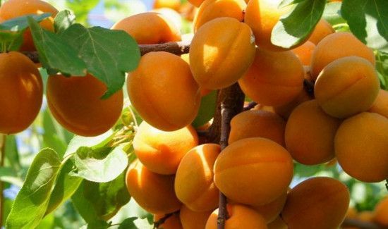 杏子可以多吃吗