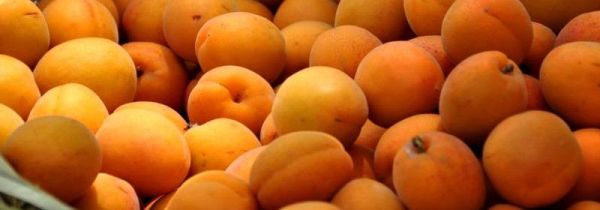 杏子可以多吃吗