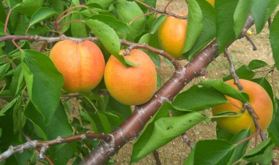 杏子可以多吃吗