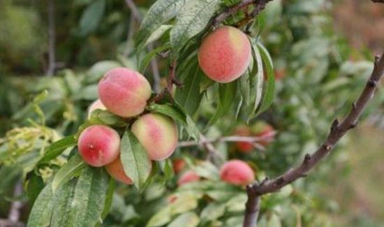 毛桃和牛奶能一起吃吗