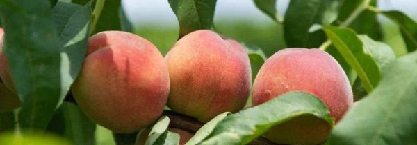 毛桃和牛奶能一起吃吗