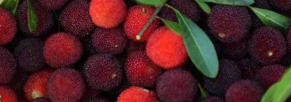 杨梅冷冻一年可以吃吗