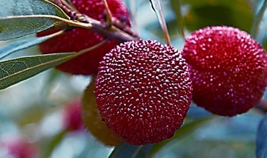 杨梅冷冻一年可以吃吗