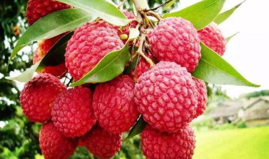 荔枝能和桃子一起吃吗