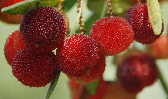 杨梅冷冻一年可以吃吗