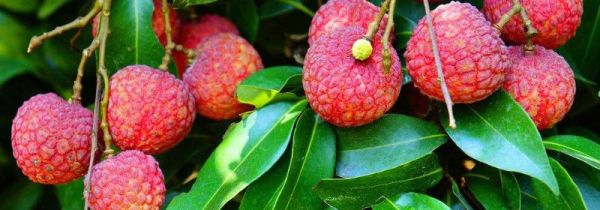 荔枝能和桃子一起吃吗