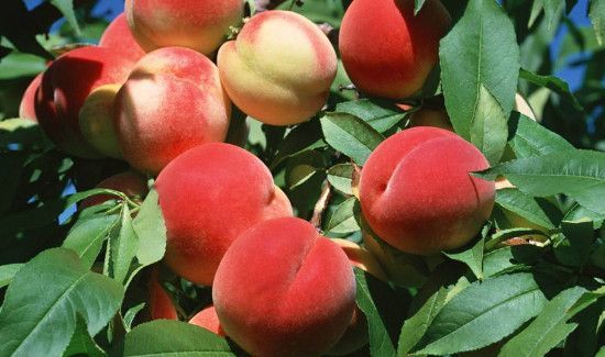 荔枝能和桃子一起吃吗