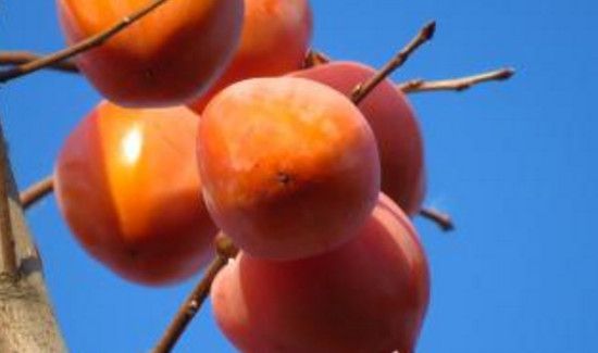 柿子跟羊肉能一起吃吗