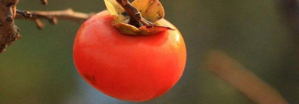 柿子跟羊肉能一起吃吗