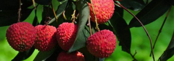 杨梅荔枝可以一起吃吗