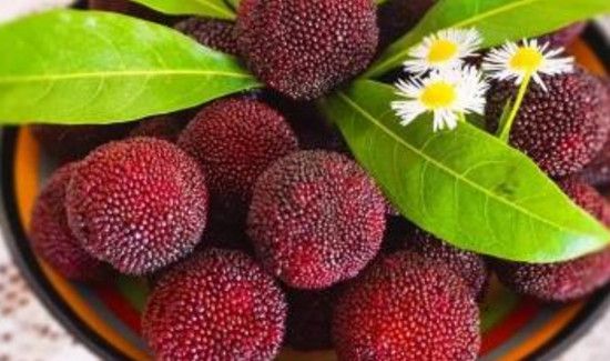 杨梅荔枝可以一起吃吗