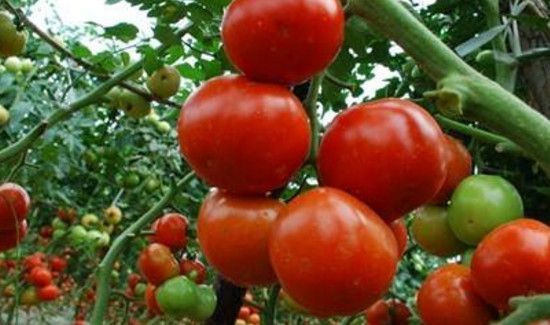 虾子和西红柿能一起吃吗