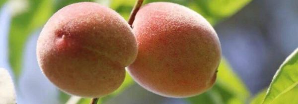 桃和啤酒能一起吃吗