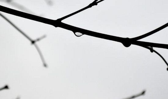 树枝属于什么垃圾