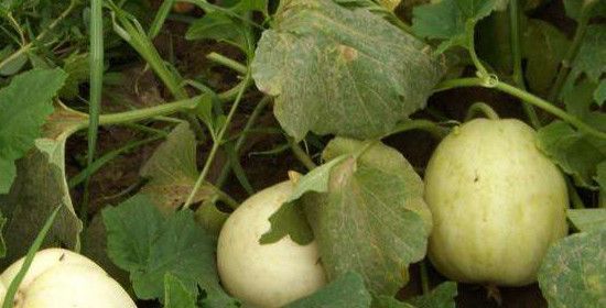 桃和甜瓜能一起吃吗