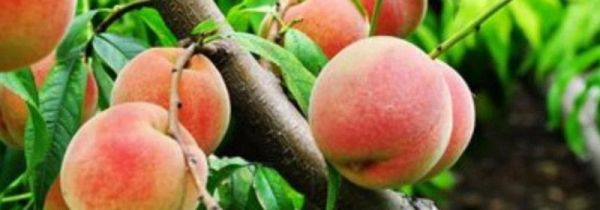 桃和杏能一起吃吗