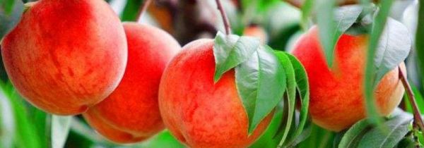 桃子不能和什么一起吃吗