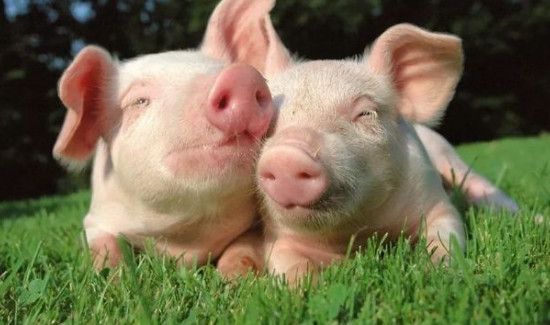 猪瘟会不会传染给人类