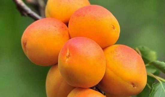 桃杏可以一起吃吗