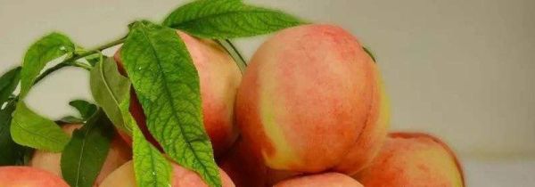 桃杏可以一起吃吗