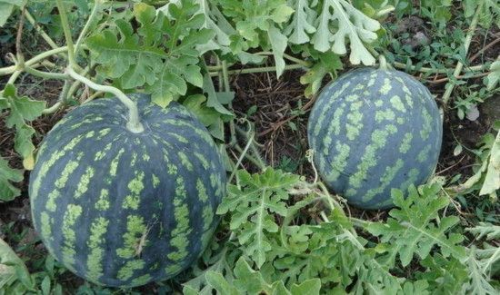 西瓜不能跟桃一起吃吗