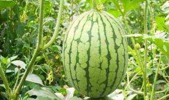 西瓜螃蟹能一起吃吗