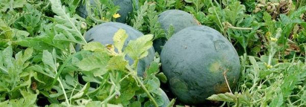 西瓜螃蟹能一起吃吗