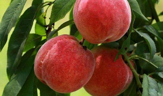 荔枝和桃子能一起吃吗