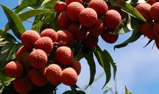 荔枝和桃子能一起吃吗