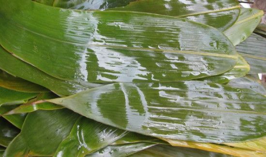 棕叶是干垃圾还是湿垃圾