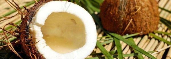 椰子不能和什么一起吃